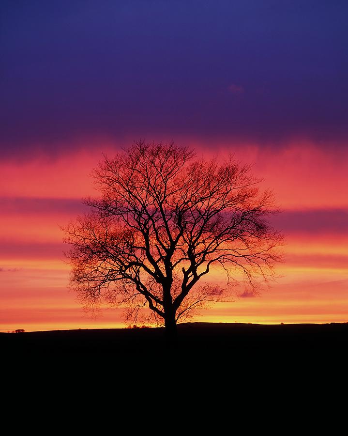 Tree At Sunset Photograph by Martin Bond/science Photo Library