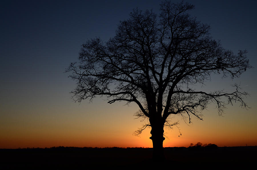Tree at Sunset Photograph by Michael Donahue