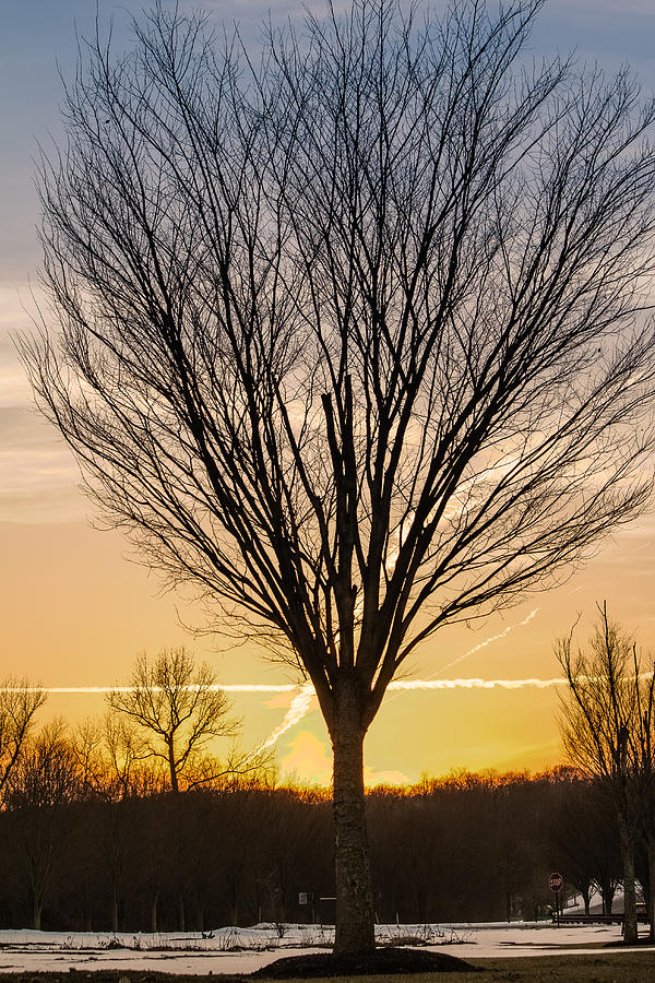 Tree at sunset Photograph by SAURAVphoto Online Store