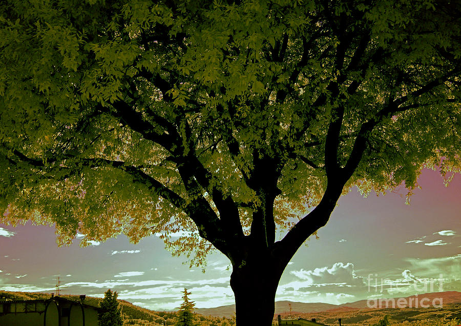 Tree At Sunset, Umbria, Italy Photograph by Tim Holt