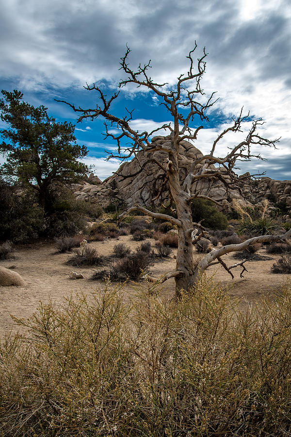 Tree Barely Photograph by Marc Novell - Fine Art America