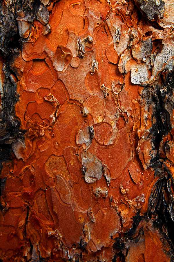 Tree Bark Abstract Photograph by Mike Flynn