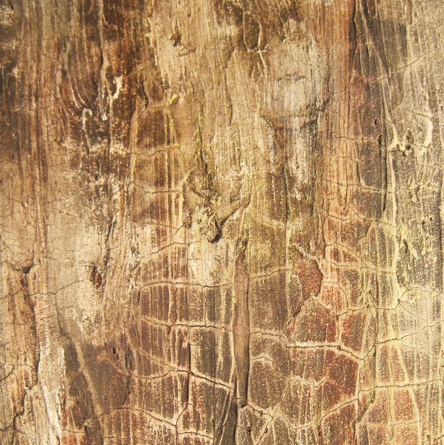 Tree Bark Painting by Alan Casadei