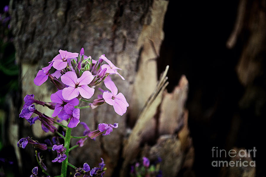Flower Photograph - Tree Bark And Pink Purple Wildflowers by Miss Dawn