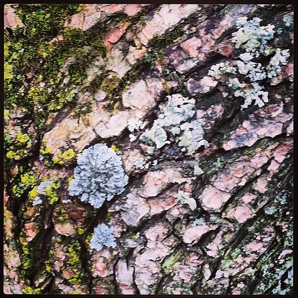 Tree Bark Photograph by Angie Gooding