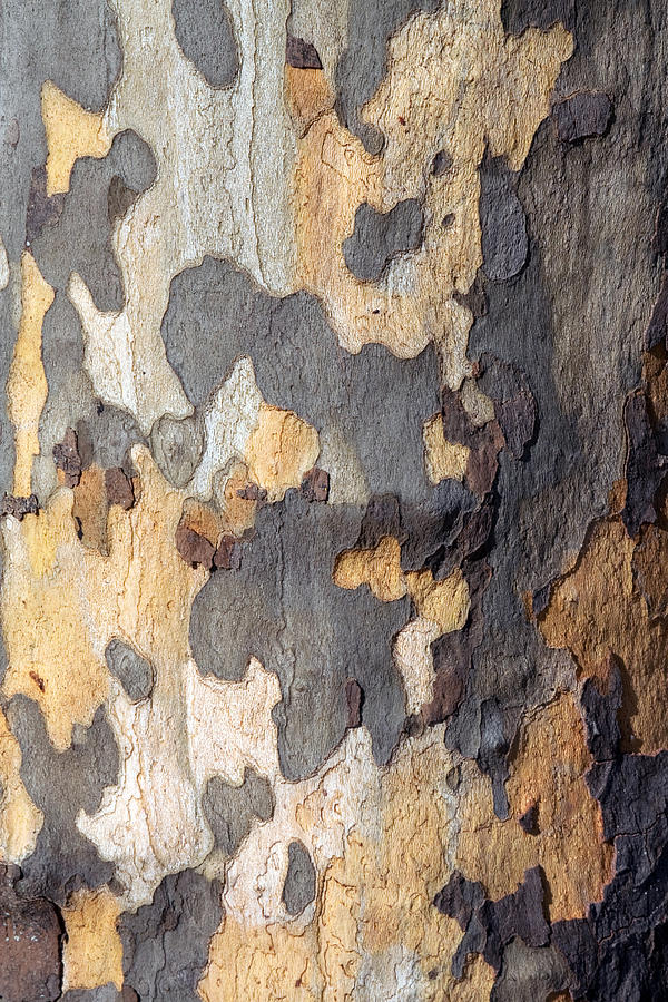 Tree Bark Photograph by Chris Clark