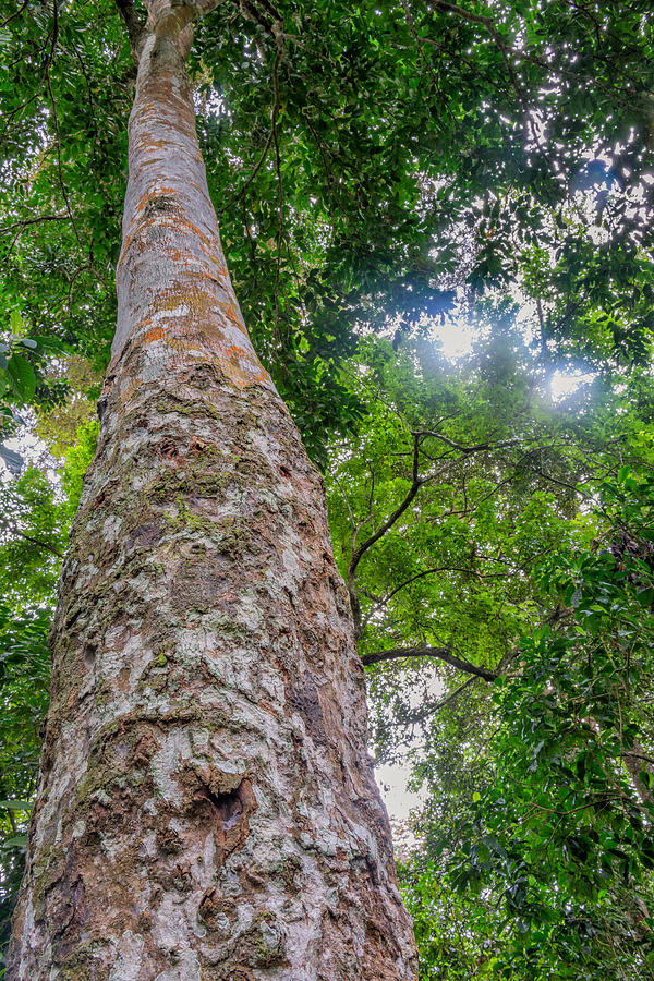 Tree Bark Close Up, Odzala, Congo Photograph by James Steinberg