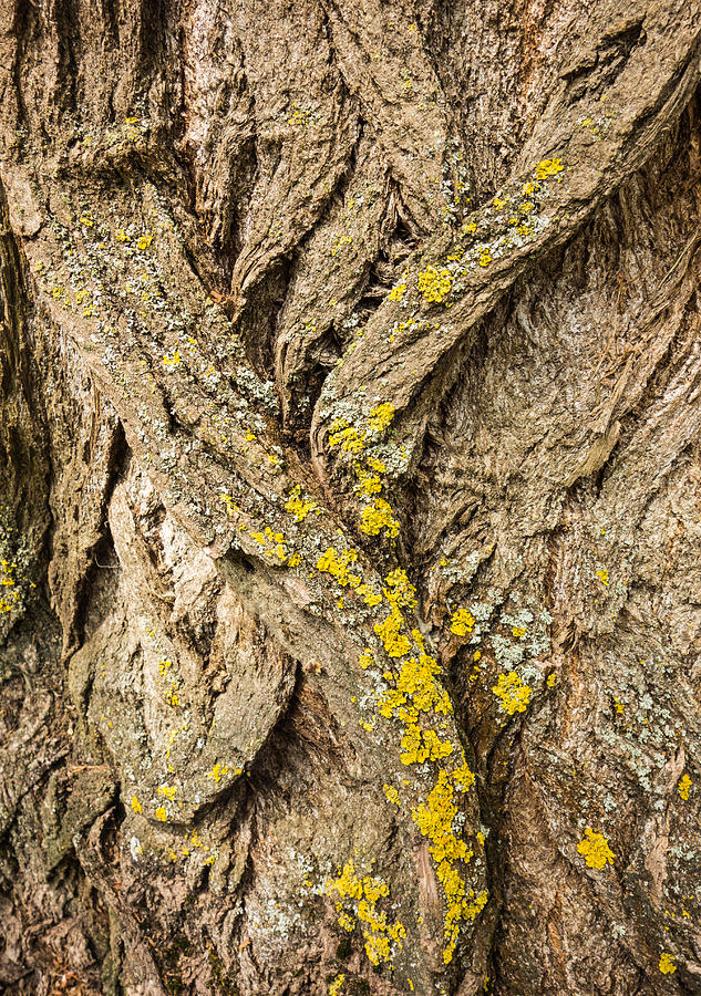 Tree bark closeup - natural abstract Photograph by Matthias Hauser