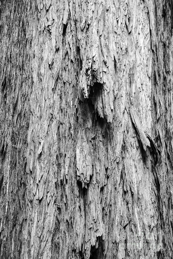 Tree Bark Detail Photograph by Bob Phillips