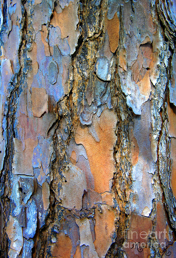 Tree Bark  Photograph by Mariarosa Rockefeller