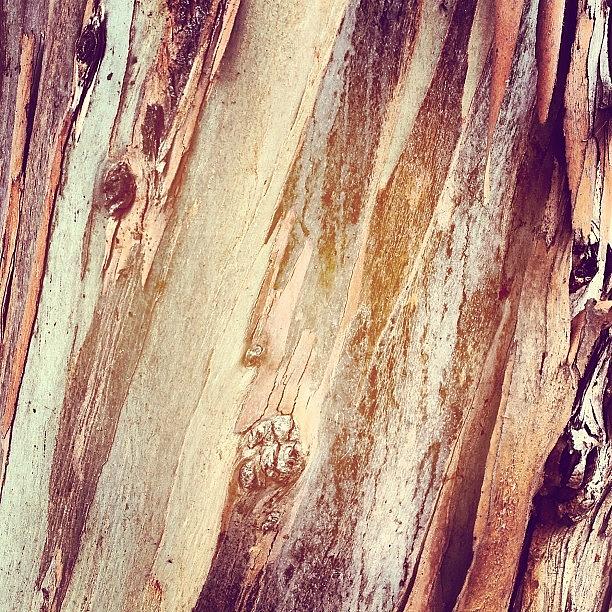 Tree Bark Photograph by Melissa DuBow