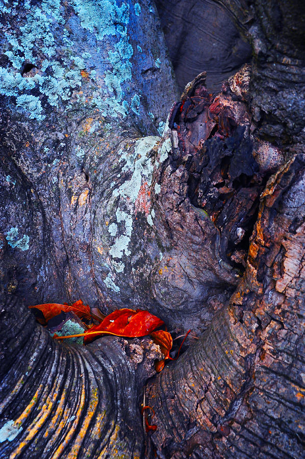 Tree Bark. Natural Textures Photograph by Jenny Rainbow