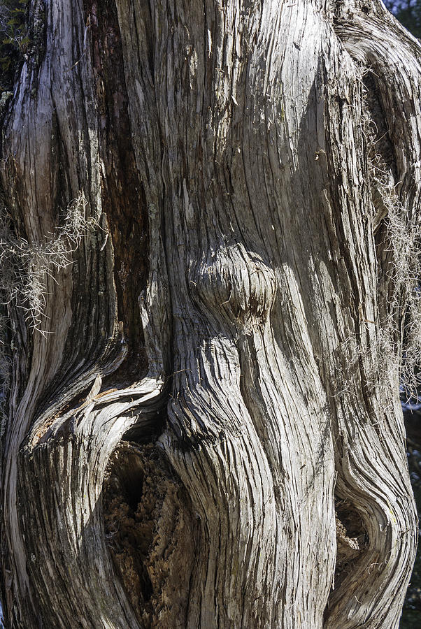 Tree Trunk Photograph - Tree Bark No. 3 by Lynn Palmer