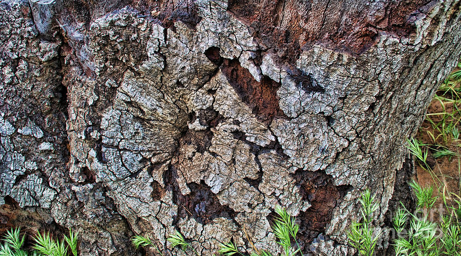 Tree Bark Photograph by Norma Warden