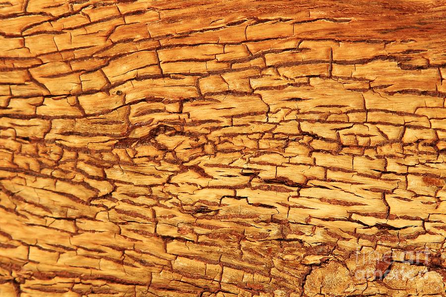 Nature Photograph - Tree Bark of Texture and Beauty by Andries Alberts
