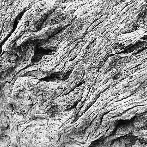 Arizona Photograph - Tree Bark by Ryan Hoffman