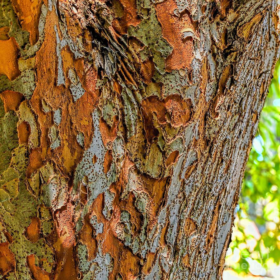 Tree Bark Square Photograph by Norman Gabitzsch