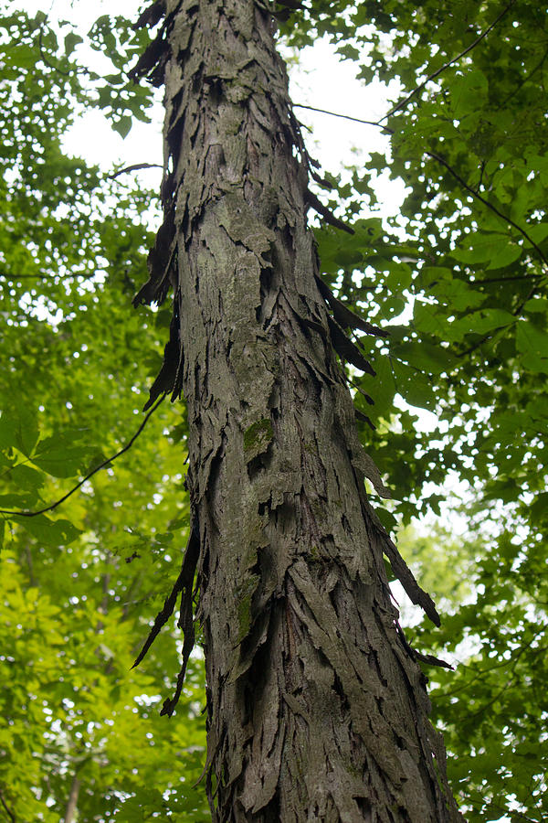 Tree bark Photograph by Susan Jensen