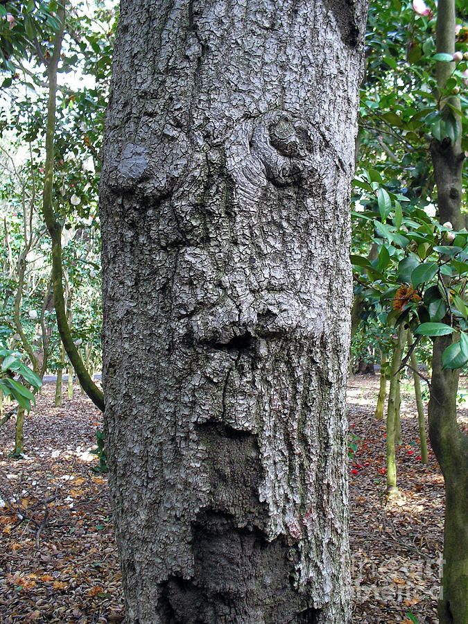 Tree Beard Photograph