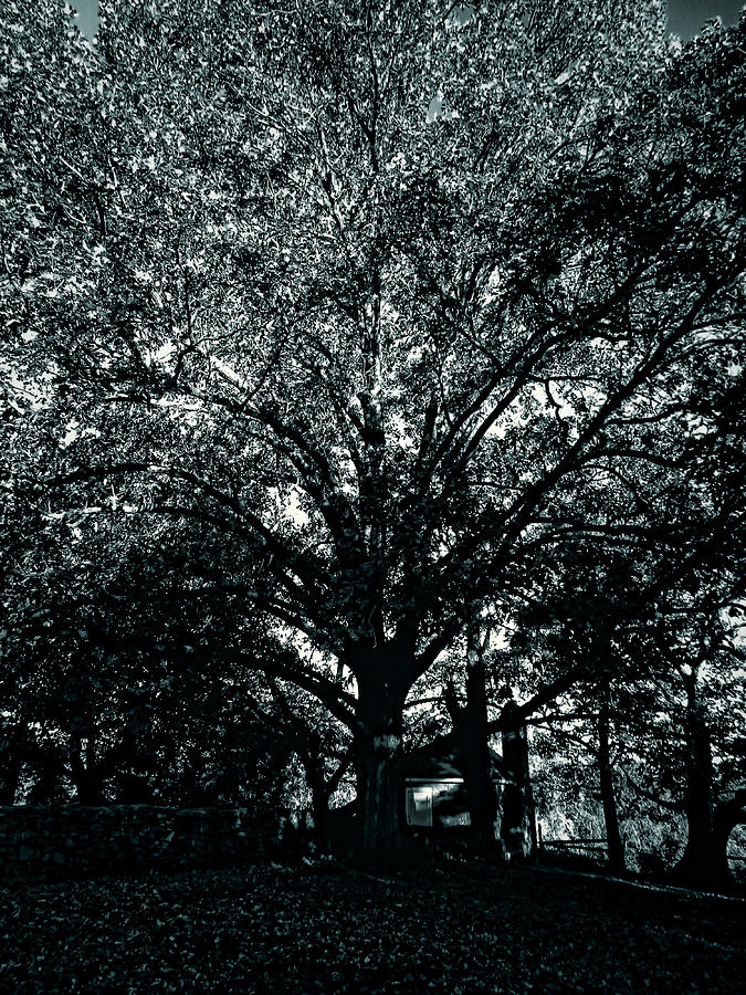 Tree Black and White Photograph by Cathy Anderson