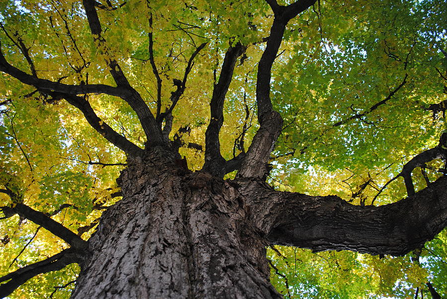 Tree Blocking The World Photograph By Tammy Burgess 