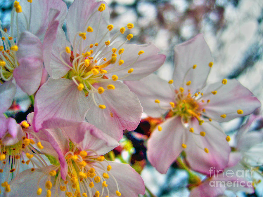 Tree Blossom Photograph by Nina Ficur Feenan