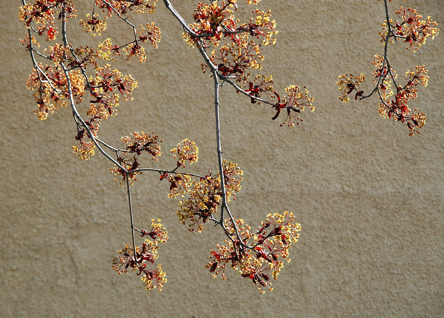 Tree blossoms. Photograph by Rob Huntley