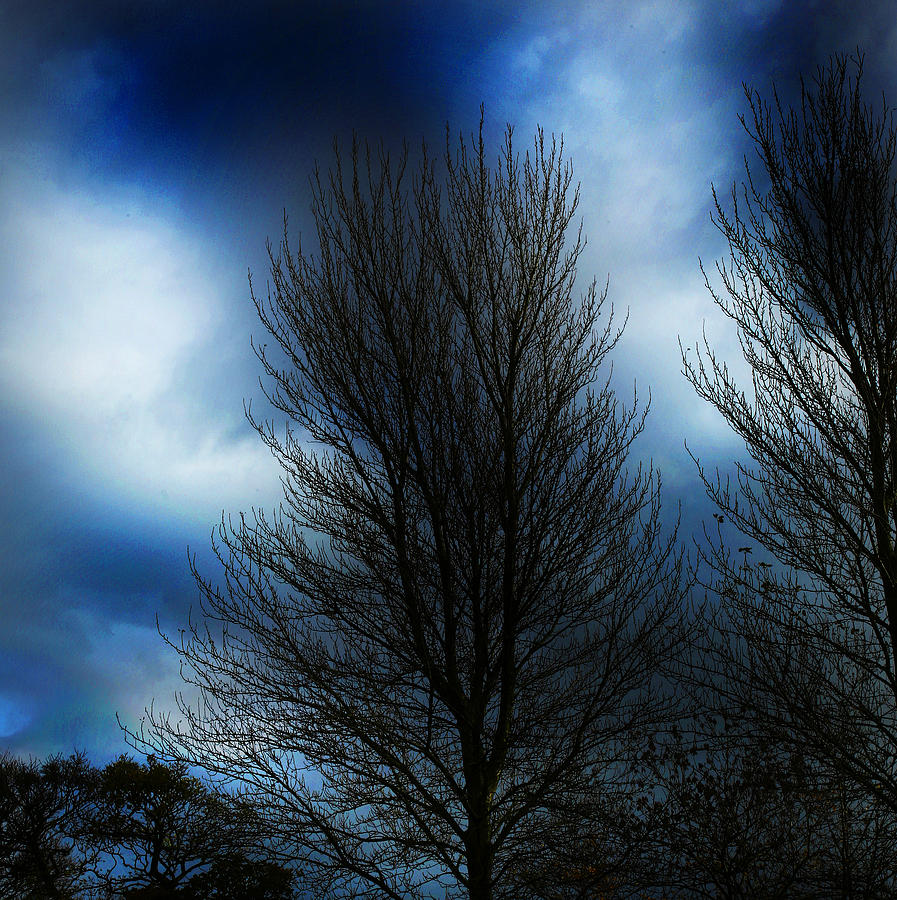 Tree Blue Night  Photograph by Paul Sutcliffe