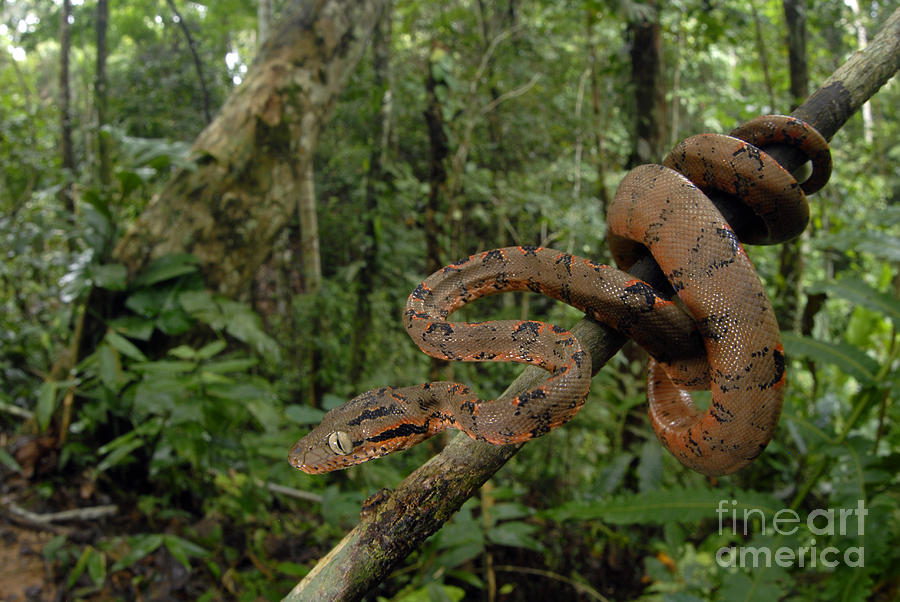 Snake Photograph - Tree Boa by Francesco Tomasinelli
