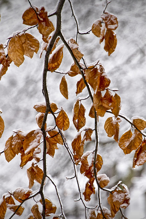 Tree Branch and Leaves with Winter Snowfall in Garfield Park No. 1084 Photograph by Randall Nyhof