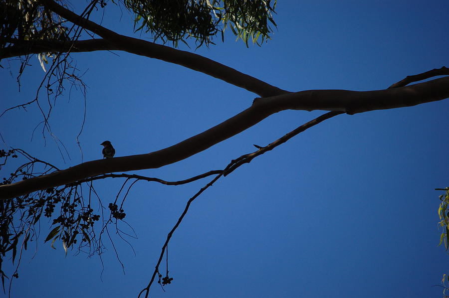 Minimalism Photograph - Tree Branch and Small Bird Silhouette by Linda Brody