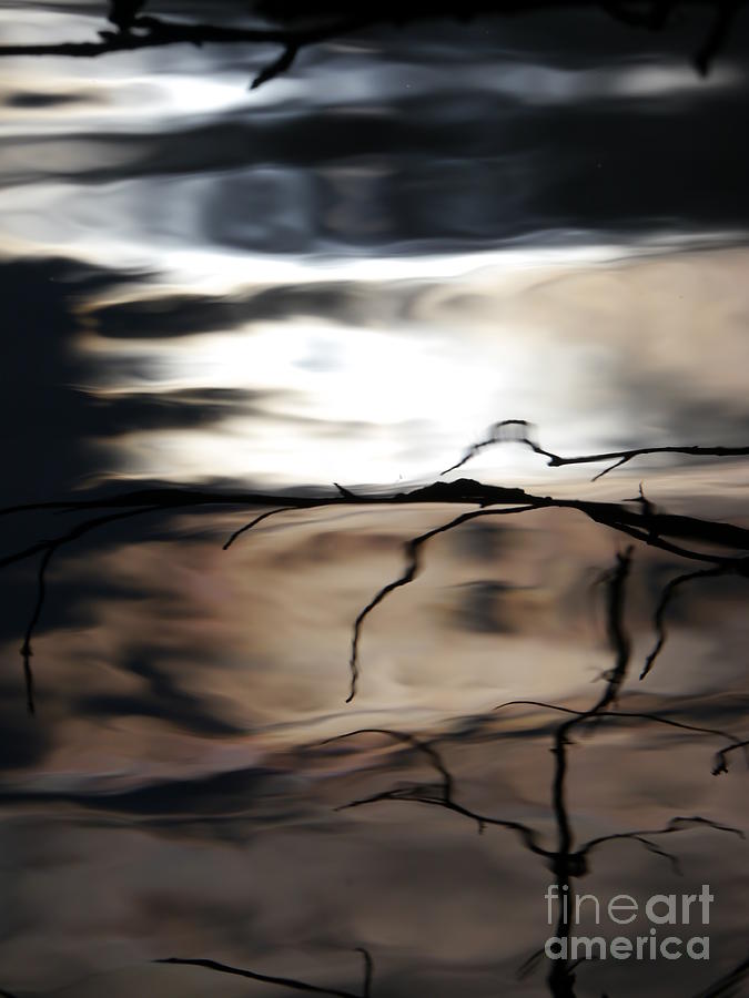 Tree Branch Reflection Photograph by Jane Ford