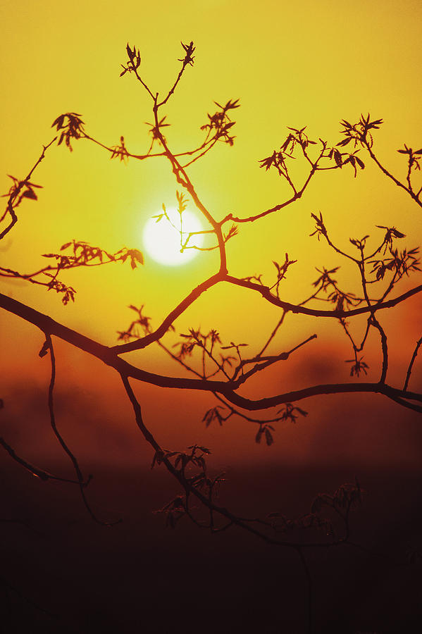 Tree branch silhouetted by spring sunset Photograph by Comstock