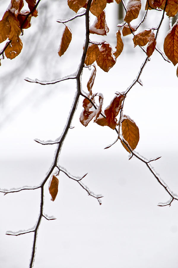 Tree Branch with Winter Snowfall in Garfield Park No. 1088 Photograph by Randall Nyhof