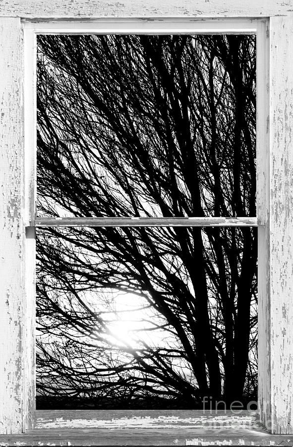 Tree Branches and Light White Farm House Picture Window Portrait Photograph by James BO Insogna