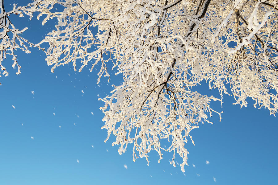 Tree Branches Covered In Hoar Frost Photograph