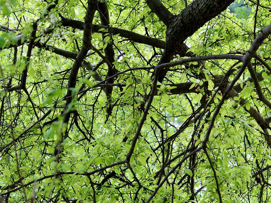 Tree Branches  Photograph by Cynthia Guinn