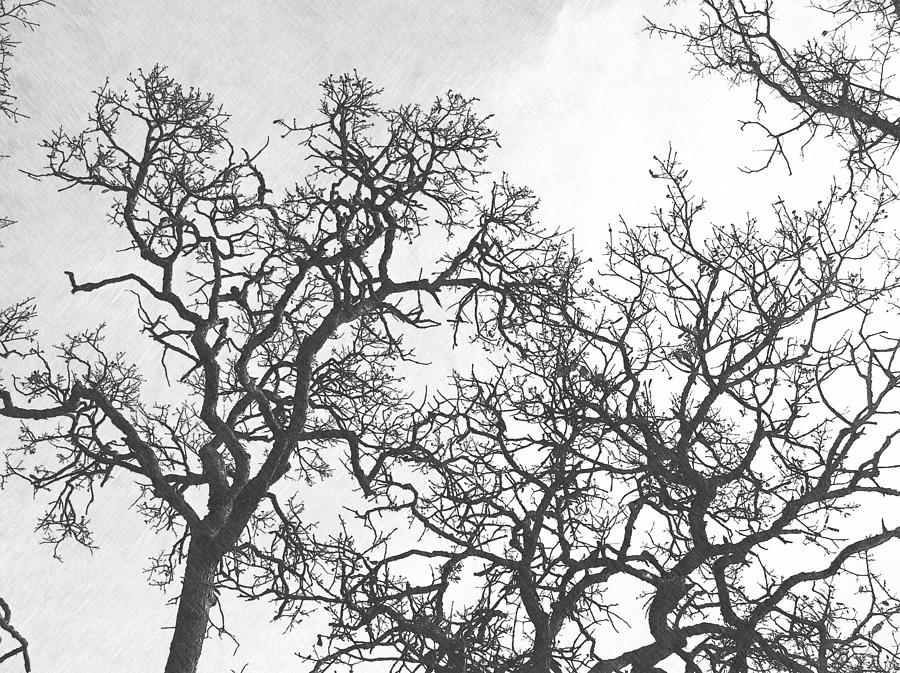 Tree Branches Photograph by Frank Wilson