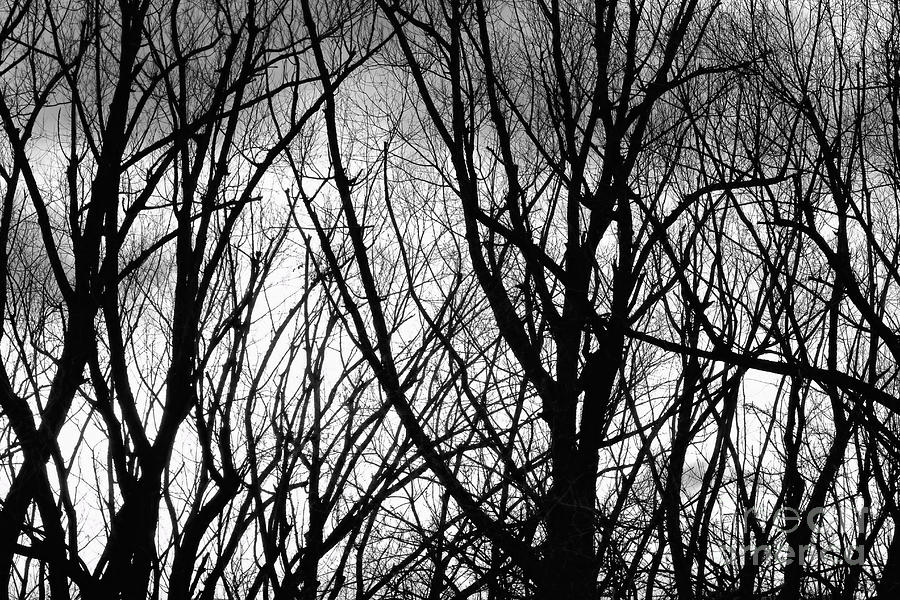Tree Branches Into The Night Photograph