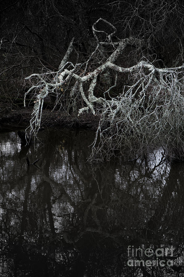 Tree branches mirrored in stream Digital Art by Perry Van Munster