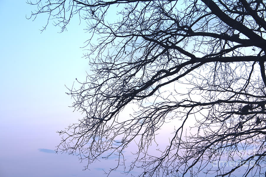 Tree Branches Silhouette Photograph