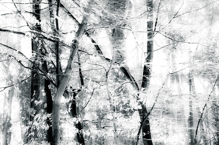 Tree Photograph - Tree Breeze by Dorit Fuhg