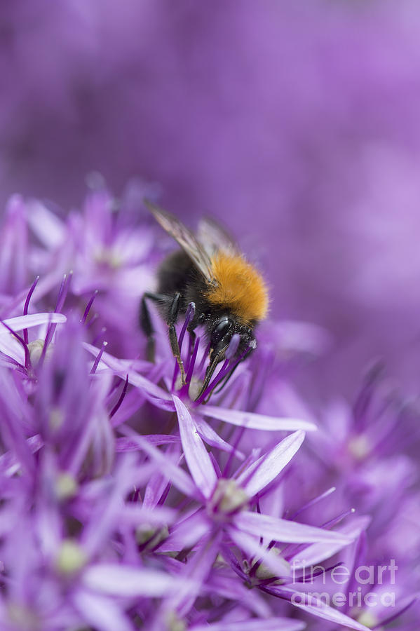 Insects Photograph - The Tree Bumblebee by Tim Gainey