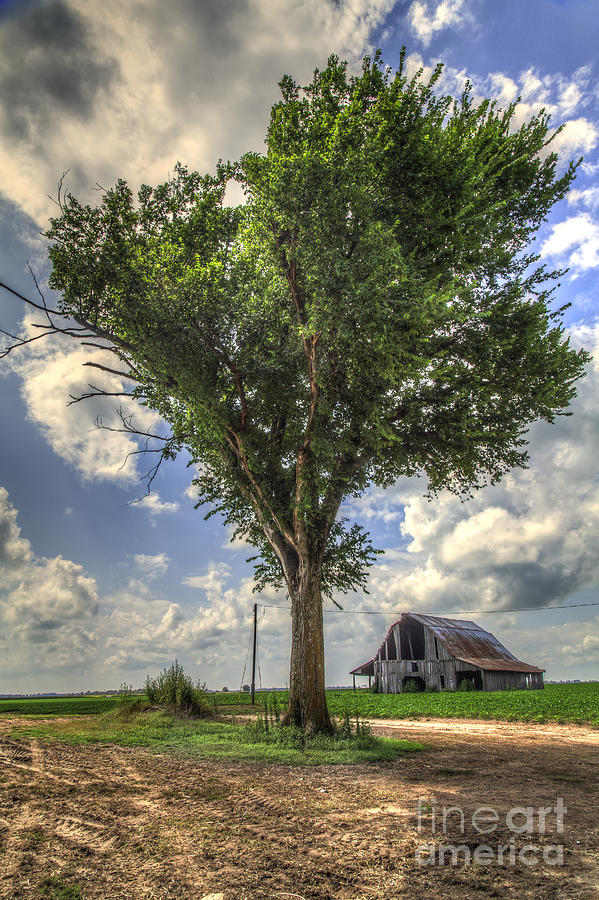 Summer Photograph - Tree by a Barn by Larry Braun