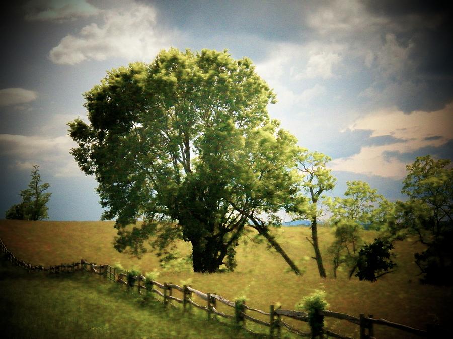 Tree by a Long Fence Photograph by Joyce Kimble Smith