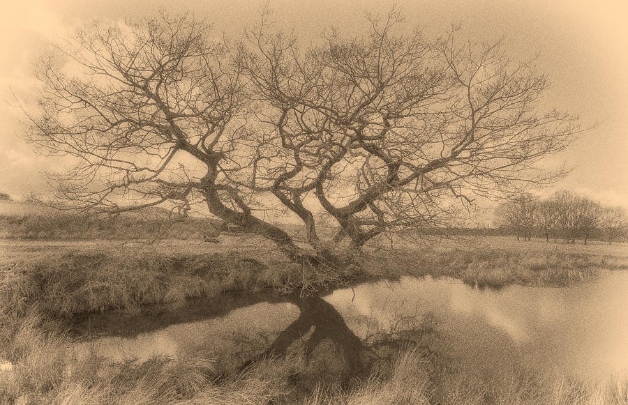 Tree by a pond Calotype Digital Art by Roy Pedersen - Fine Art America
