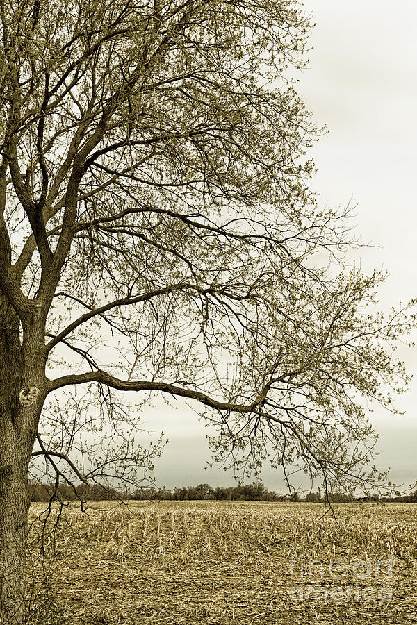 Tree by Field Photograph by Margie Hurwich