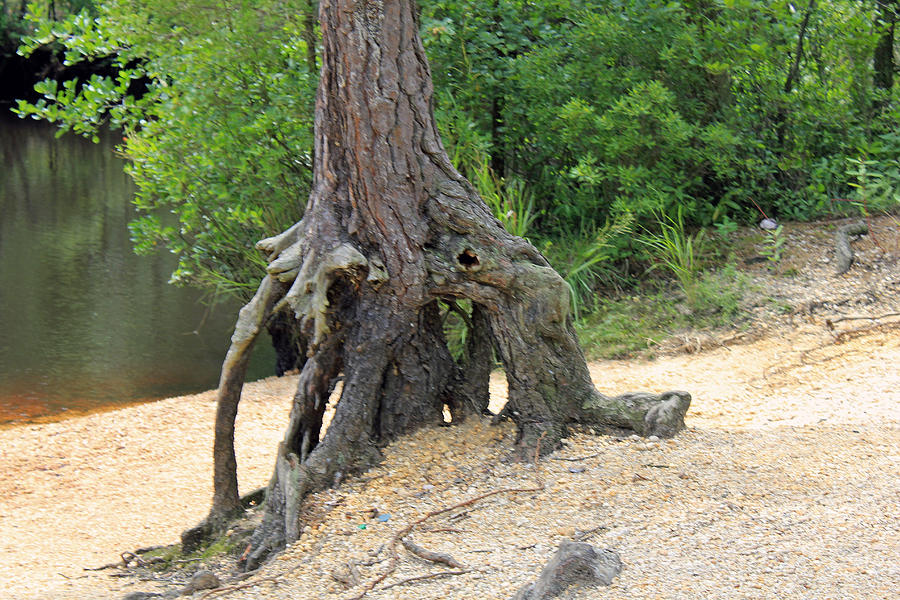 Tree by river Photograph by Susan Jensen
