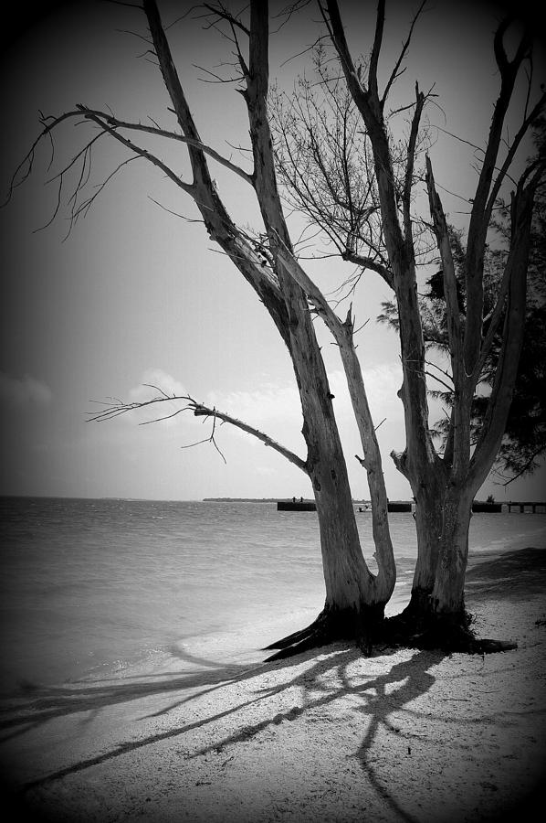 Tree by the Sea Photograph by Laurie Perry