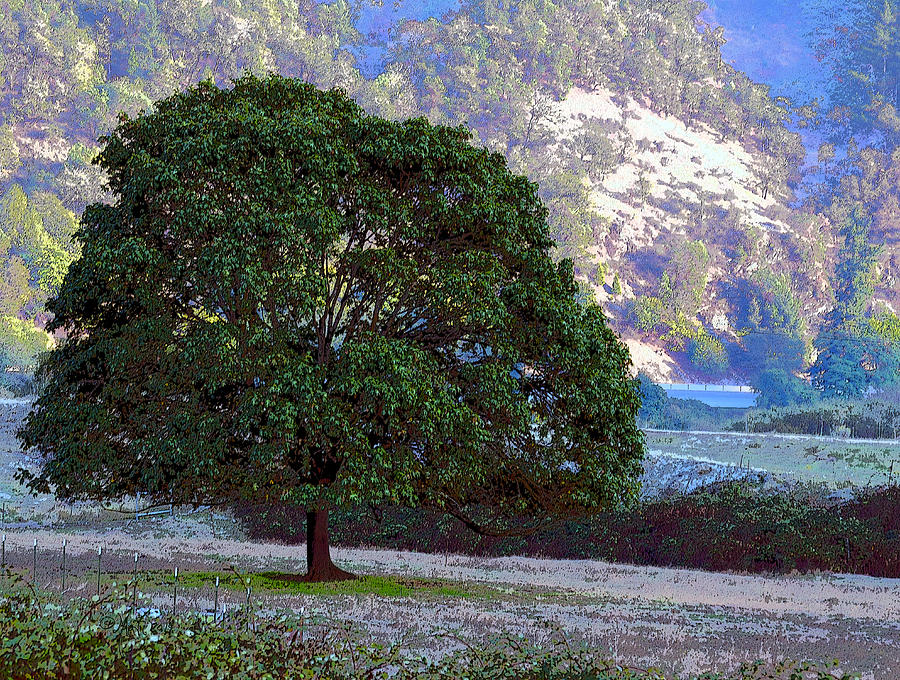 Tree by The Umpqua Photograph by Michele Avanti